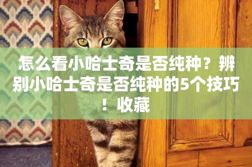 怎么看小哈士奇是否純種？辨別小哈士奇是否純種的5個技巧！收藏 