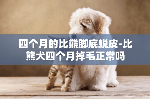 四個月的比熊腳底蛻皮-比熊犬四個月掉毛正常嗎
