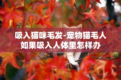 吸入貓咪毛發-寵物貓毛人如果吸入人體里怎樣辦