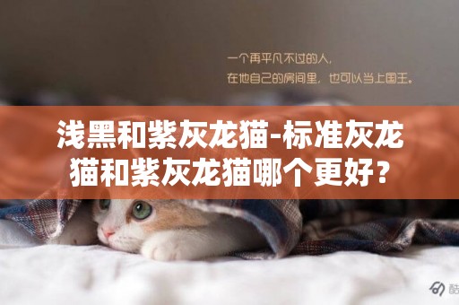 淺黑和紫灰龍貓-標準灰龍貓和紫灰龍貓哪個更好？