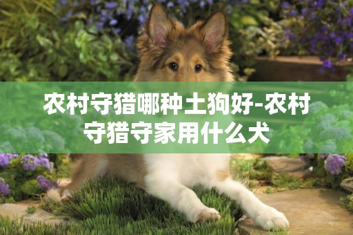農村守獵哪種土狗好-農村守獵守家用什么犬