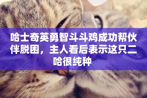 哈士奇英勇智斗斗雞成功幫伙伴脫困，主人看后表示這只二哈很純種 