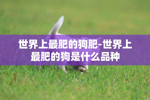 世界上最肥的狗肥-世界上最肥的狗是什么品種