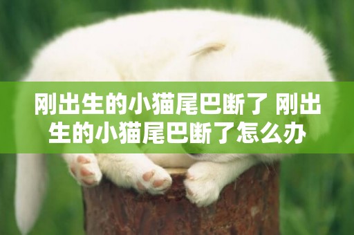 剛出生的小貓尾巴斷了 剛出生的小貓尾巴斷了怎么辦