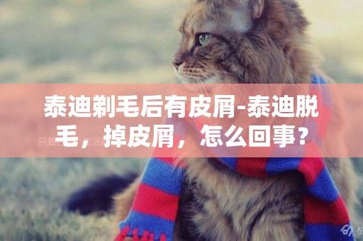 泰迪剃毛后有皮屑-泰迪脫毛，掉皮屑，怎么回事？