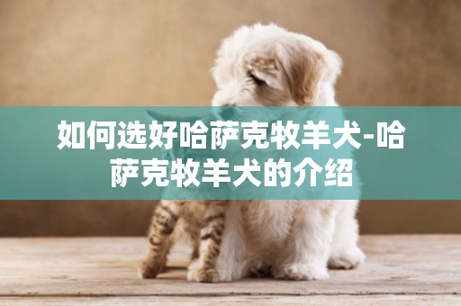 如何選好哈薩克牧羊犬-哈薩克牧羊犬的介紹
