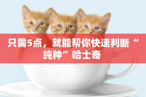 只需5點，就能幫你快速判斷“純種”哈士奇 