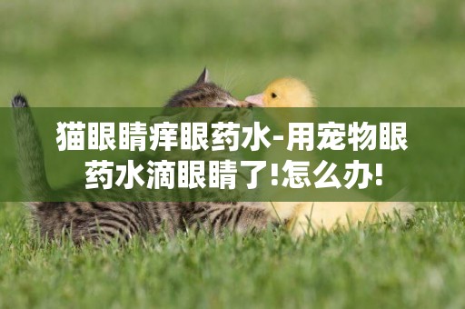 貓眼睛癢眼藥水-用寵物眼藥水滴眼睛了!怎么辦!