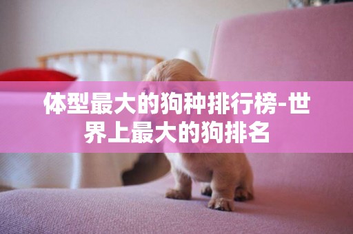 體型最大的狗種排行榜-世界上最大的狗排名