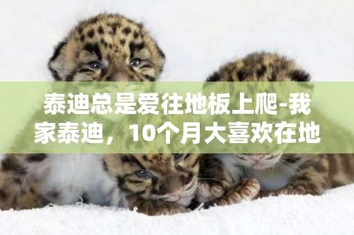 泰迪總是愛往地板上爬-我家泰迪，10個月大喜歡在地板上用爪子不停地扒，還吧頭經常在地板上蹭，有時候莫