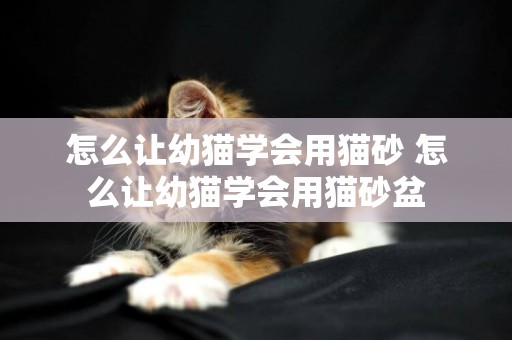 怎么讓幼貓學會用貓砂 怎么讓幼貓學會用貓砂盆