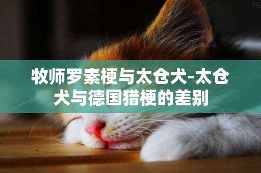 牧師羅素梗與太倉犬-太倉犬與德國獵梗的差別