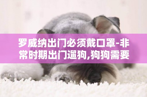 羅威納出門必須戴口罩-非常時期出門遛狗,狗狗需要戴口罩嗎?