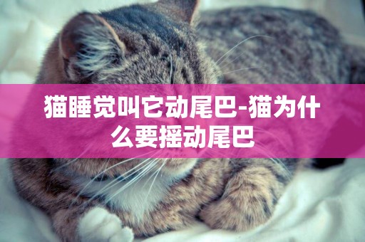 貓睡覺叫它動尾巴-貓為什么要搖動尾巴