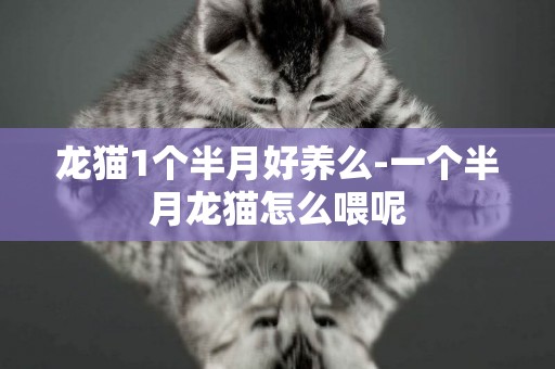 龍貓1個半月好養么-一個半月龍貓怎么喂呢