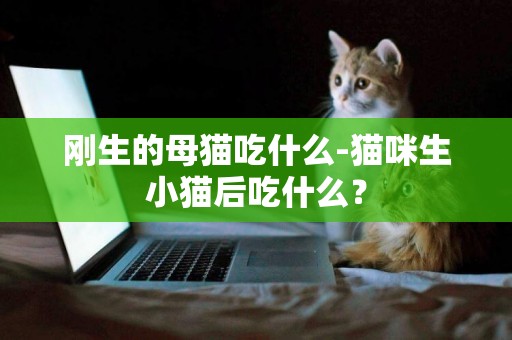 剛生的母貓吃什么-貓咪生小貓后吃什么？