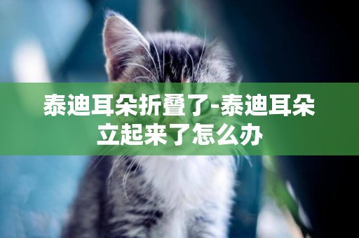 泰迪耳朵折疊了-泰迪耳朵立起來了怎么辦