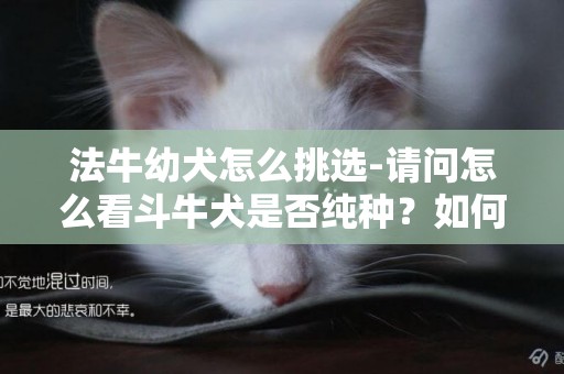 法牛幼犬怎么挑選-請問怎么看斗牛犬是否純種？如何挑選純種斗牛犬？