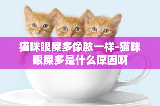貓咪眼屎多像膿一樣-貓咪眼屎多是什么原因啊