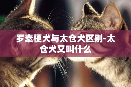 羅素梗犬與太倉犬區別-太倉犬又叫什么