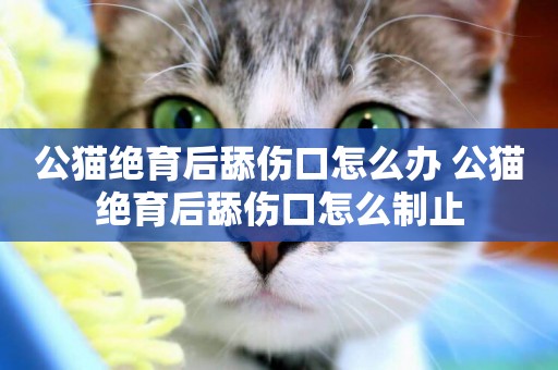 公貓絕育后舔傷口怎么辦 公貓絕育后舔傷口怎么制止