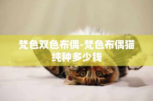 梵色雙色布偶-梵色布偶貓純種多少錢