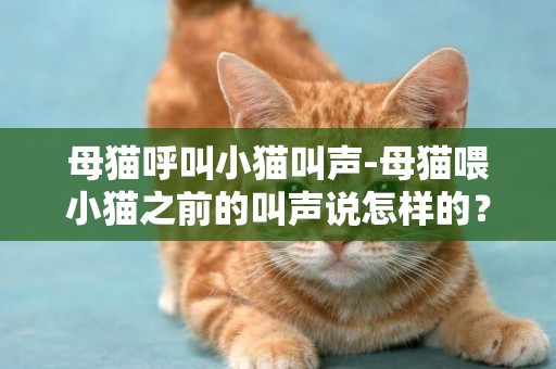 母貓呼叫小貓叫聲-母貓喂小貓之前的叫聲說怎樣的？