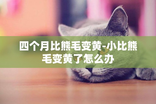 四個月比熊毛變黃-小比熊毛變黃了怎么辦