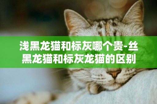 淺黑龍貓和標灰哪個貴-絲黑龍貓和標灰龍貓的區別
