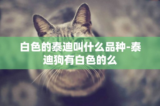 白色的泰迪叫什么品種-泰迪狗有白色的么