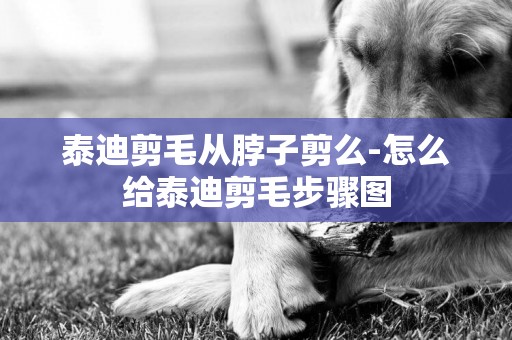 泰迪剪毛從脖子剪么-怎么給泰迪剪毛步驟圖