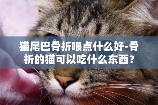貓尾巴骨折喂點什么好-骨折的貓可以吃什么東西？