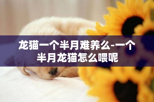 龍貓一個半月難養么-一個半月龍貓怎么喂呢