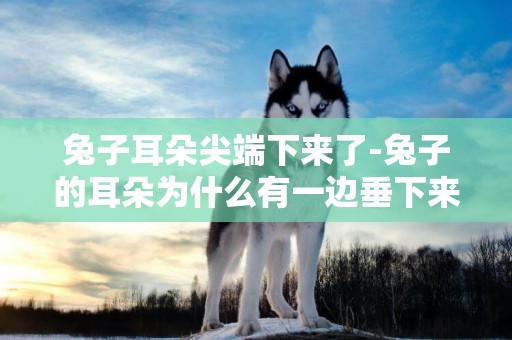 兔子耳朵尖端下來了-兔子的耳朵為什么有一邊垂下來?