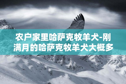 農戶家里哈薩克牧羊犬-剛滿月的哈薩克牧羊犬大概多少錢一只