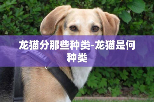 龍貓分那些種類-龍貓是何種類