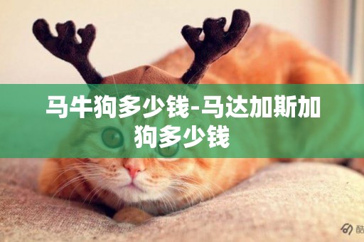 馬牛狗多少錢-馬達加斯加狗多少錢