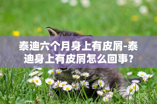 泰迪六個月身上有皮屑-泰迪身上有皮屑怎么回事？