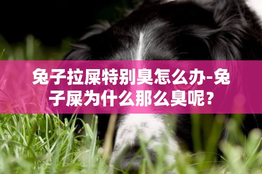 兔子拉屎特別臭怎么辦-兔子屎為什么那么臭呢？