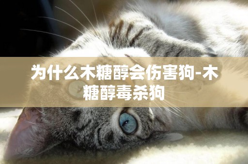 為什么木糖醇會傷害狗-木糖醇毒殺狗