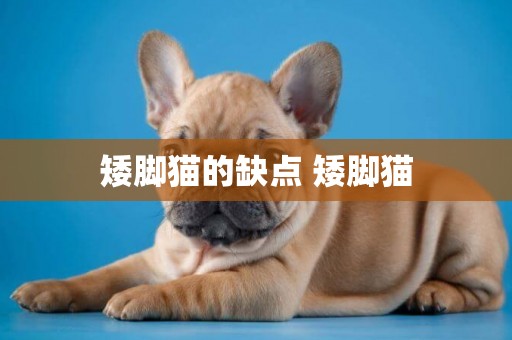 矮腳貓的缺點 矮腳貓
