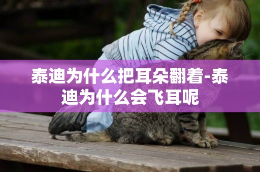 泰迪為什么把耳朵翻著-泰迪為什么會飛耳呢
