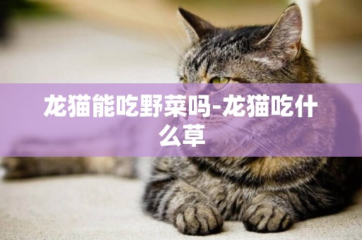龍貓能吃野菜嗎-龍貓吃什么草