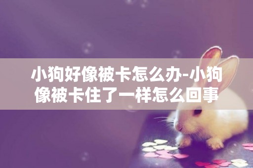 小狗好像被卡怎么辦-小狗像被卡住了一樣怎么回事