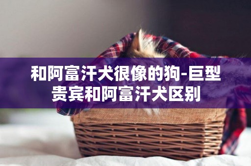 和阿富汗犬很像的狗-巨型貴賓和阿富汗犬區別
