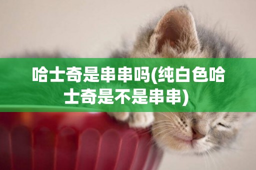 哈士奇是串串嗎(純白色哈士奇是不是串串) 