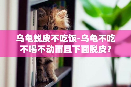烏龜蛻皮不吃飯-烏龜不吃不喝不動而且下面脫皮？
