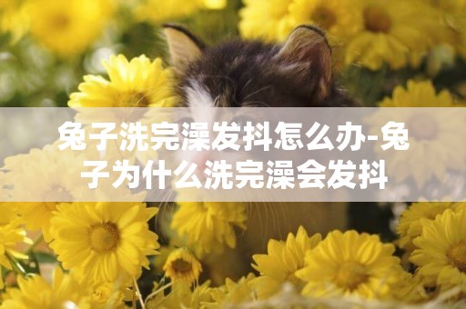 兔子洗完澡發抖怎么辦-兔子為什么洗完澡會發抖