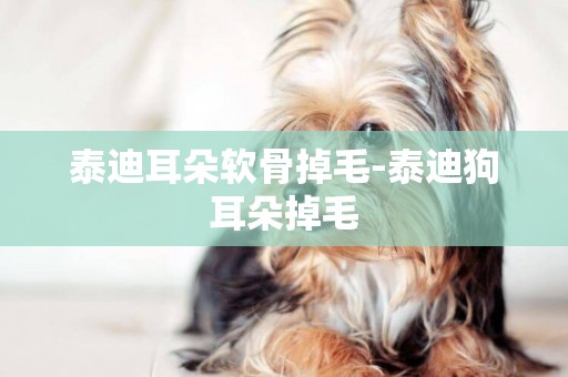 泰迪耳朵軟骨掉毛-泰迪狗耳朵掉毛