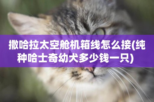 撒哈拉太空艙機箱線怎么接(純種哈士奇幼犬多少錢一只) 